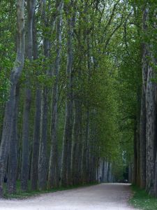 Versailles, Ile-de-France, France, palace, The Palace, gardens, The Grand Trianon, Marie Antoinette's Estate, path, trees